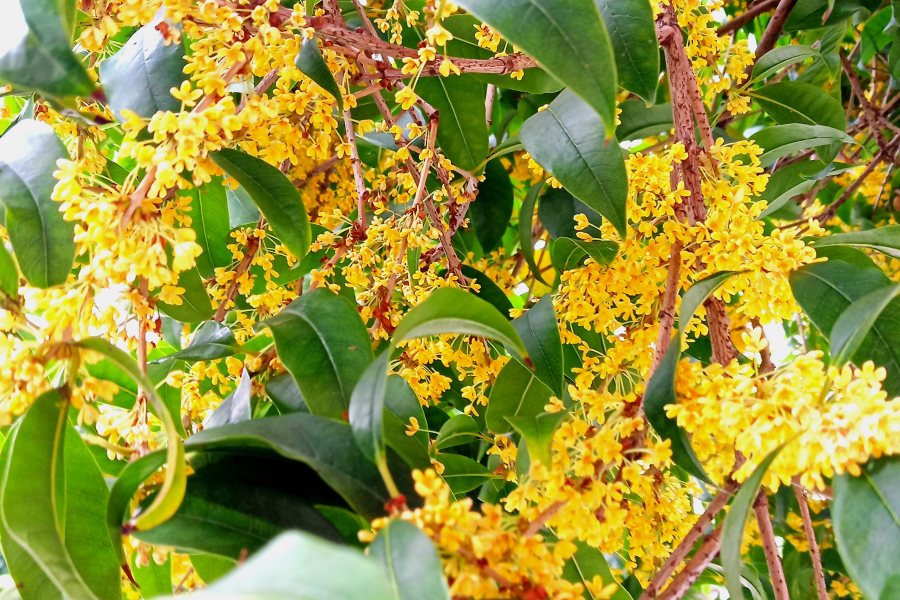 桂花，再一次香飘整个靖西上空 - 靖西市·靖西网