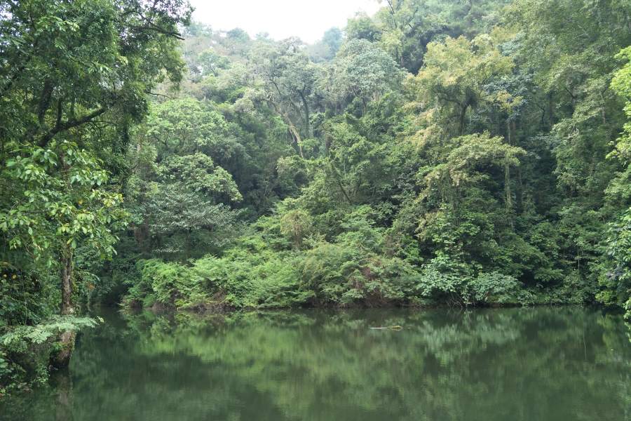 吕平（准国际）森林公园 - 靖西市·靖西网