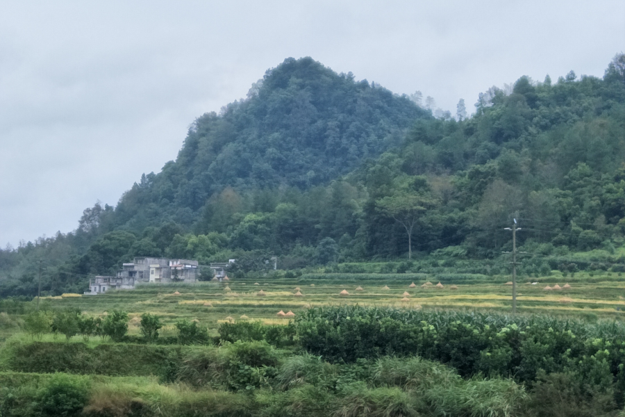 巴泽梯田节后照片。 - 靖西市·靖西网