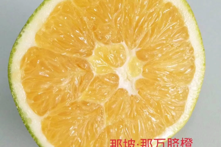 卖脐橙（那坡县那万脐橙，美国引进的脐橙品种） - 靖西市·靖西网