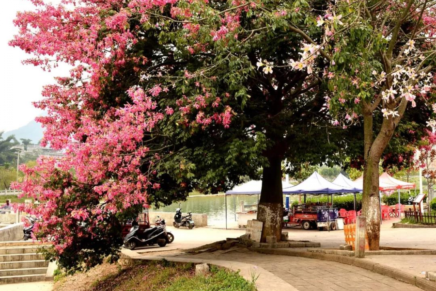 激动！我在靖西龙潭亲吻来自巴西的美人 - 靖西市·靖西网
