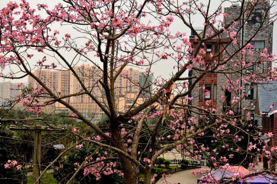 激动！我在靖西龙潭亲吻来自巴西的美人 - 靖西市·靖西网