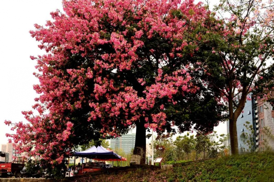 激动！我在靖西龙潭亲吻来自巴西的美人 - 靖西市·靖西网