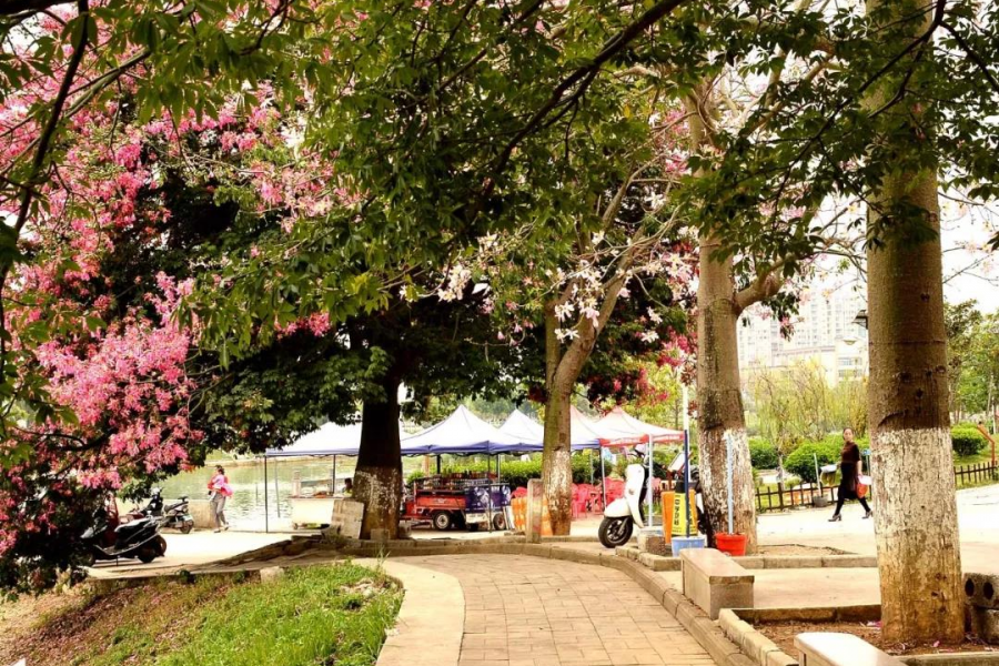 激动！我在靖西龙潭亲吻来自巴西的美人 - 靖西市·靖西网