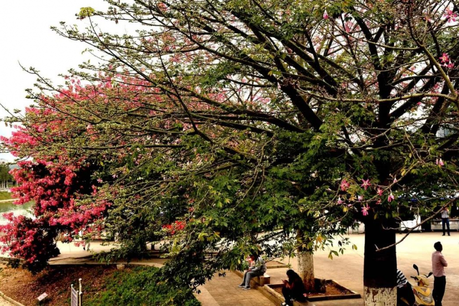 激动！我在靖西龙潭亲吻来自巴西的美人 - 靖西市·靖西网