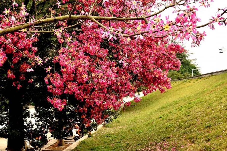 激动！我在靖西龙潭亲吻来自巴西的美人 - 靖西市·靖西网