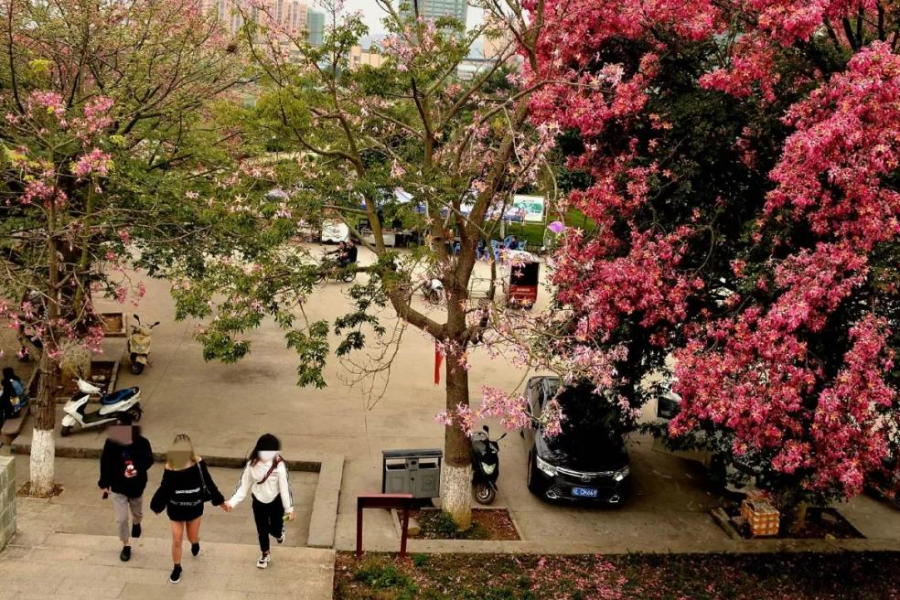 激动！我在靖西龙潭亲吻来自巴西的美人 - 靖西市·靖西网