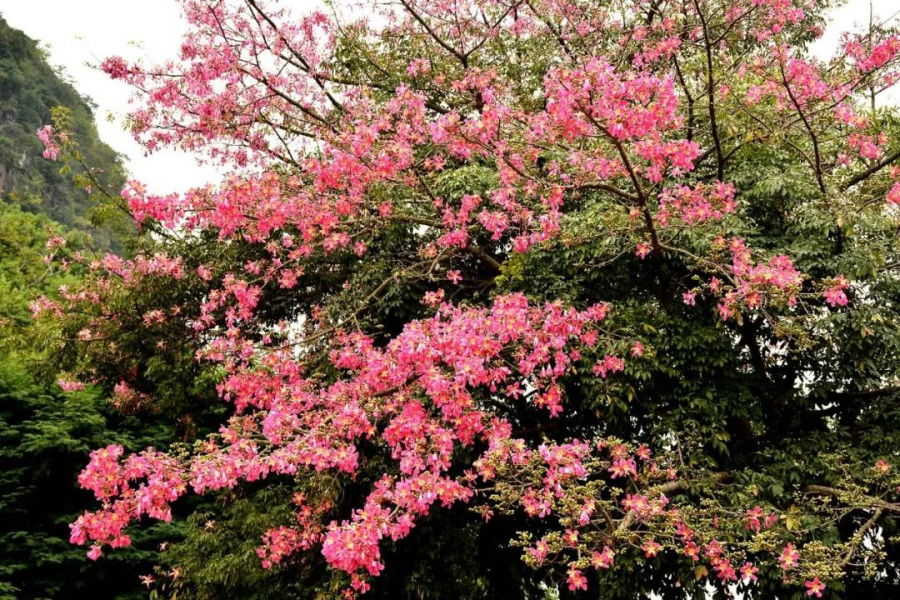 激动！我在靖西龙潭亲吻来自巴西的美人 - 靖西市·靖西网