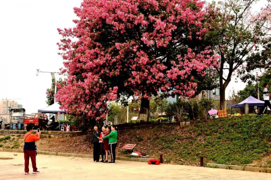 激动！我在靖西龙潭亲吻来自巴西的美人 - 靖西市·靖西网