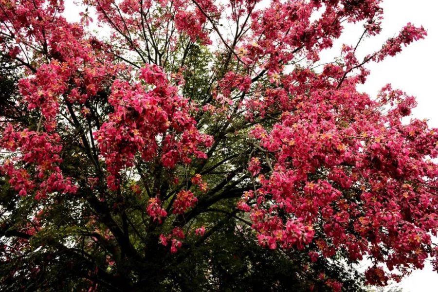 激动！我在靖西龙潭亲吻来自巴西的美人 - 靖西市·靖西网