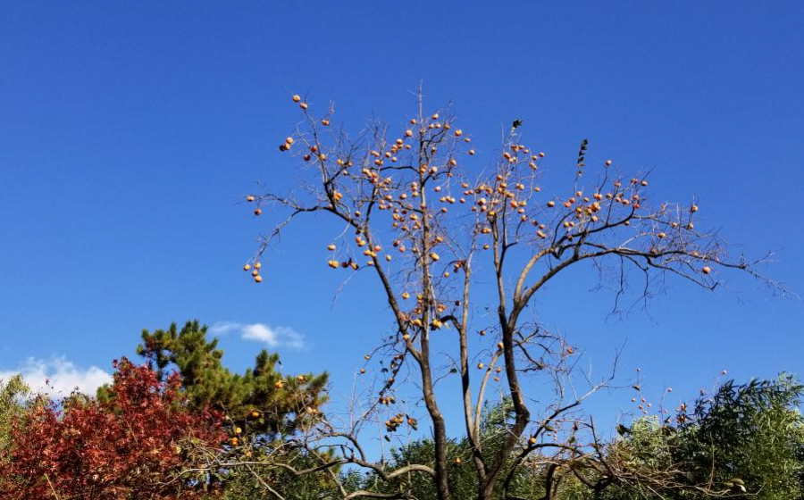 爬香山赏红叶，晒晒北京的秋景 - 靖西市·靖西网