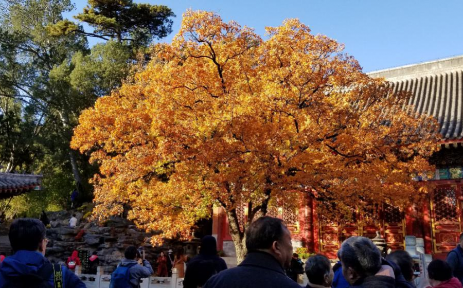 爬香山赏红叶，晒晒北京的秋景 - 靖西市·靖西网