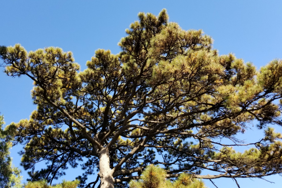 爬香山赏红叶，晒晒北京的秋景 - 靖西市·靖西网