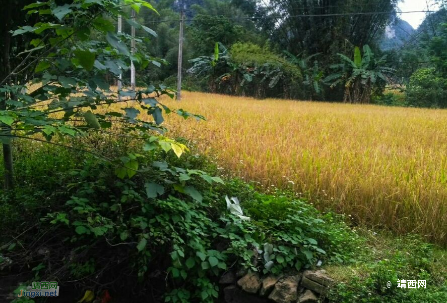 小摄影新手拍风景 - 靖西市·靖西网