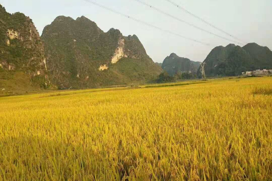 金秋十月，美丽田园 - 靖西市·靖西网