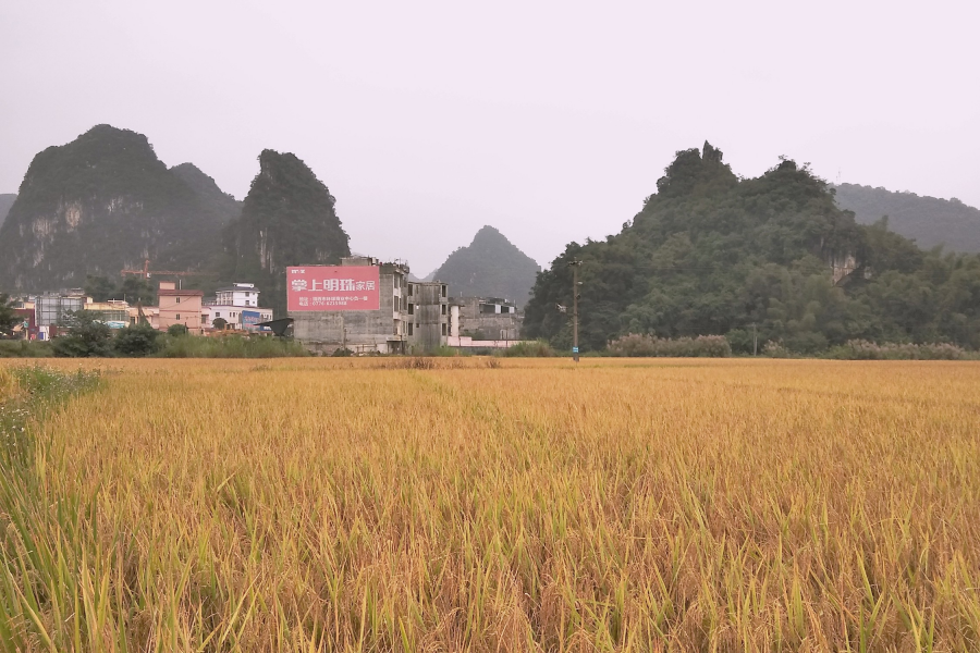 龙潭秋色 - 靖西市·靖西网