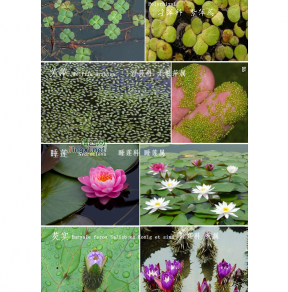 龙潭国家湿地公园湿地生物资源  (个人知产论文) - 靖西市·靖西网