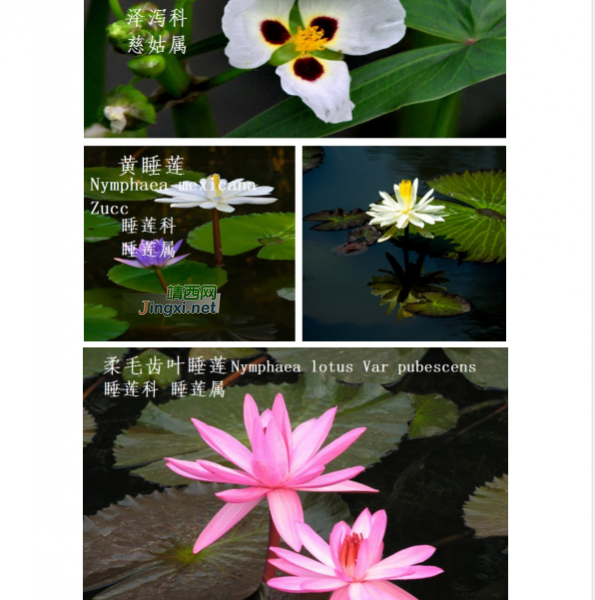 龙潭国家湿地公园湿地生物资源  (个人知产论文) - 靖西市·靖西网