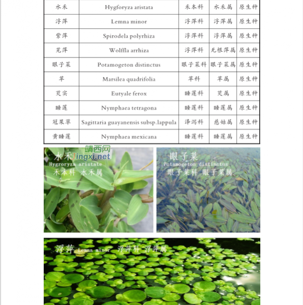 龙潭国家湿地公园湿地生物资源  (个人知产论文) - 靖西市·靖西网
