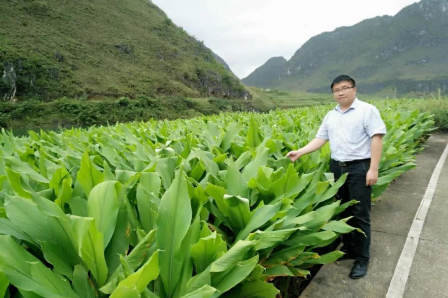 上风上水，美在渠洋—东风村探索发展产业助脱贫之路越走越宽！ - 靖西市·靖西网