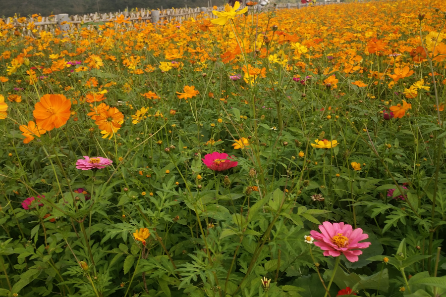 旧州花海醉游人，田园美景在靖西 - 靖西市·靖西网