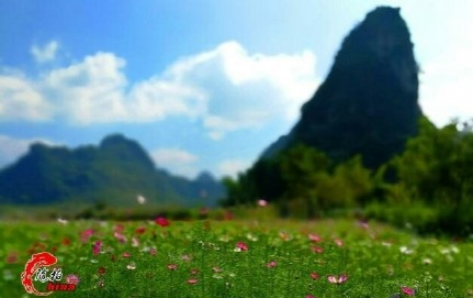 旧州花海醉游人，田园美景在靖西 - 靖西市·靖西网