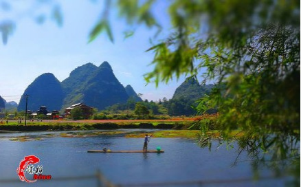 旧州花海醉游人，田园美景在靖西 - 靖西市·靖西网