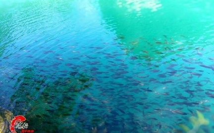 旧州花海醉游人，田园美景在靖西 - 靖西市·靖西网