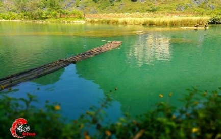 旧州花海醉游人，田园美景在靖西 - 靖西市·靖西网