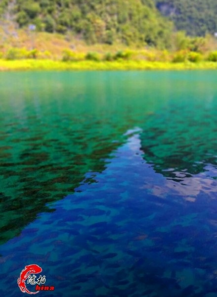 旧州花海醉游人，田园美景在靖西 - 靖西市·靖西网