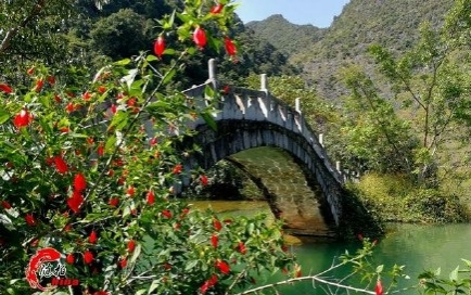 旧州花海醉游人，田园美景在靖西 - 靖西市·靖西网