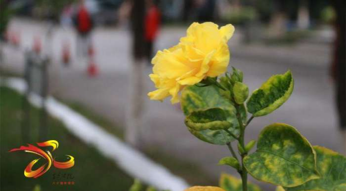 【八十年校庆】百色学院的专属壁纸来袭 - 靖西市·靖西网