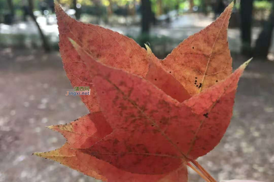 喜欢阳光散落的地方 - 靖西市·靖西网