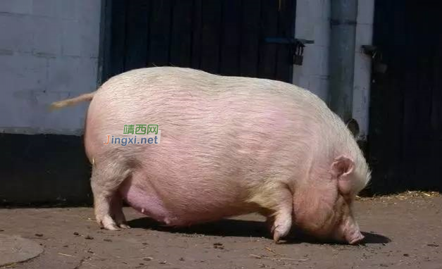 靖西市万头母猪繁育基地投入使用 - 靖西市·靖西网