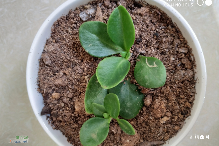 这是落地生根吗？ - 靖西市·靖西网