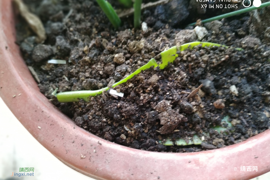 这是落地生根吗？ - 靖西市·靖西网