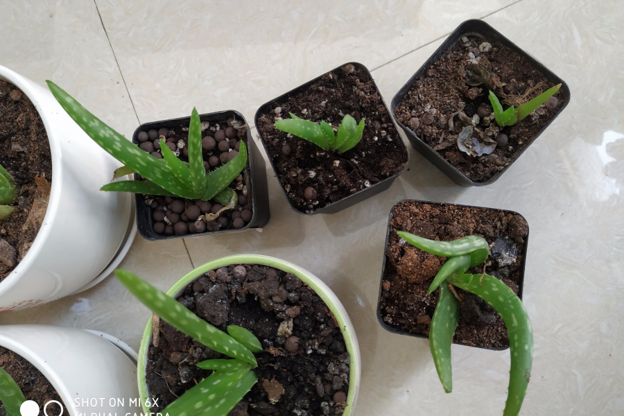 这是落地生根吗？ - 靖西市·靖西网