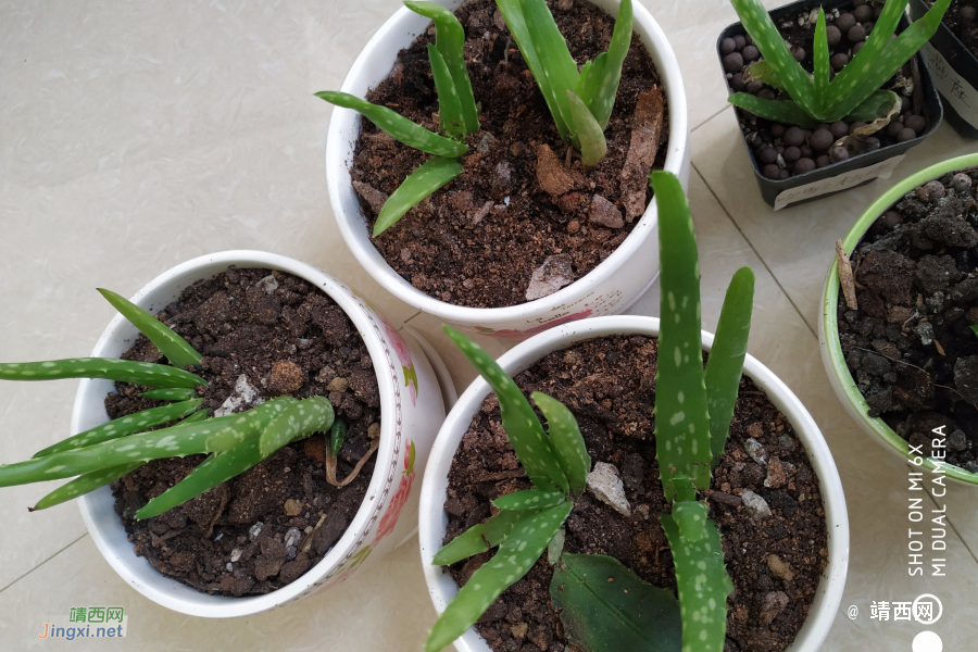 这是落地生根吗？ - 靖西市·靖西网