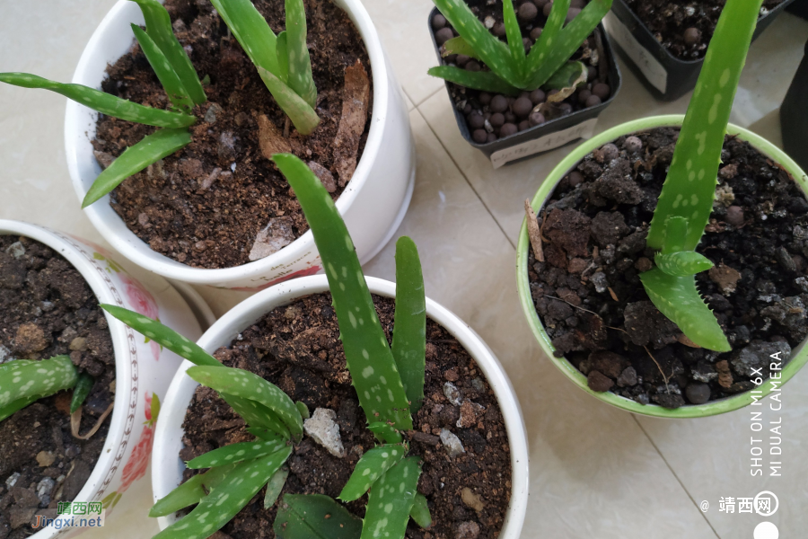 这是落地生根吗？ - 靖西市·靖西网