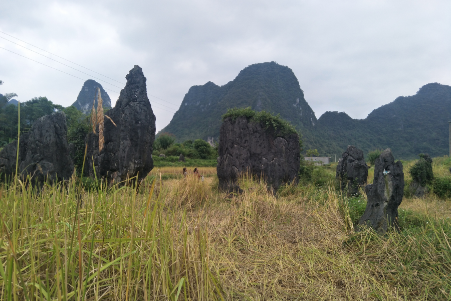 手游岳圩石林 - 靖西市·靖西网