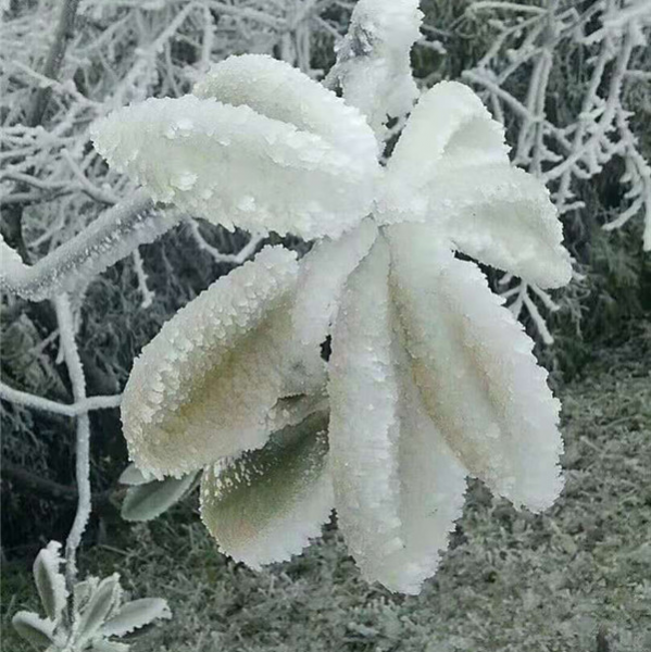 重庆仙女山终迎降雪，高清雪景美图养眼！ - 靖西市·靖西网