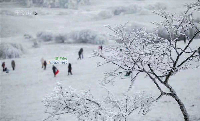 重庆仙女山终迎降雪，高清雪景美图养眼！ - 靖西市·靖西网