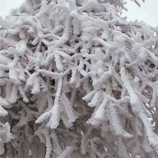 重庆仙女山终迎降雪，高清雪景美图养眼！ - 靖西市·靖西网