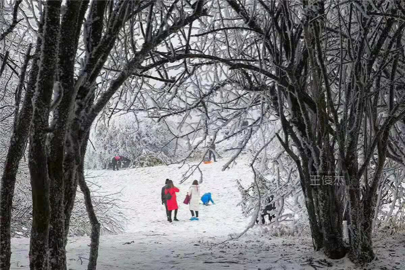 重庆仙女山终迎降雪，高清雪景美图养眼！ - 靖西市·靖西网