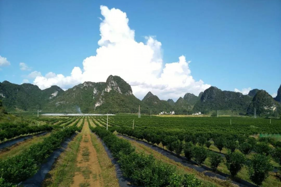 祝福！靖西建市三周年了！ - 靖西市·靖西网