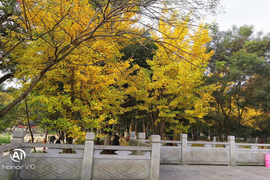 中山休闲广场杏黄 - 靖西市·靖西网