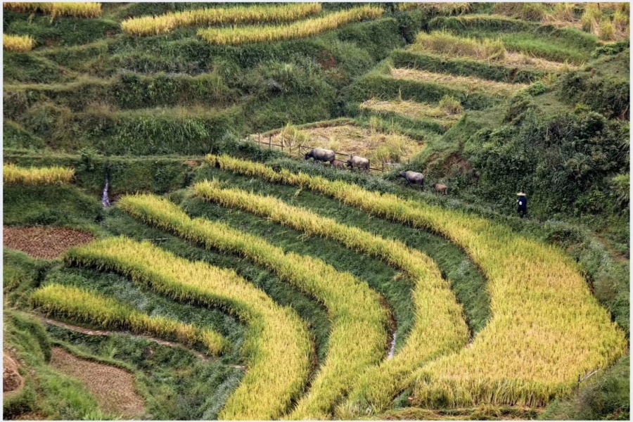 靖西旅游，包车。 - 靖西市·靖西网