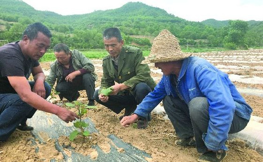 2018在广西我们都干了什么？ - 靖西市·靖西网