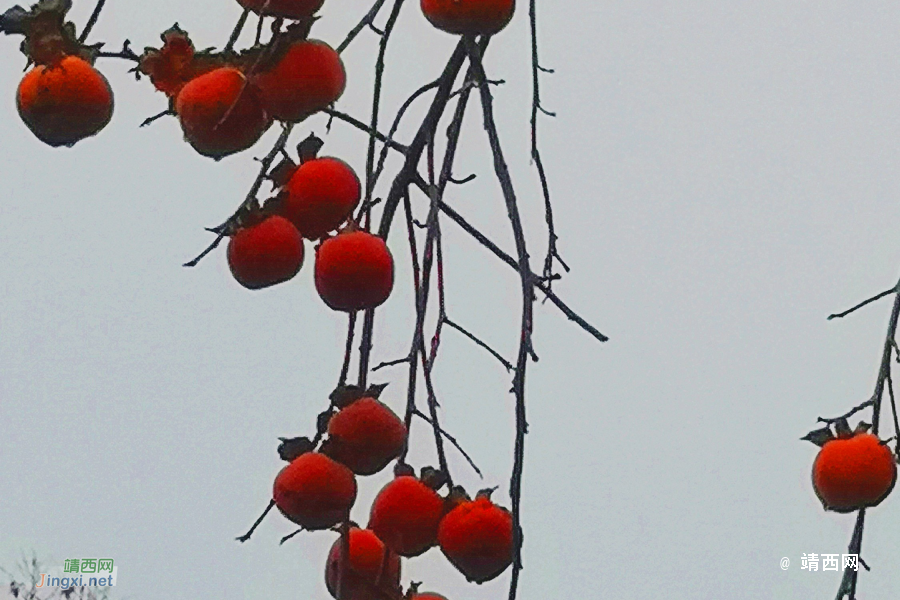 冬天，屋旁的柿子熟了 - 靖西市·靖西网