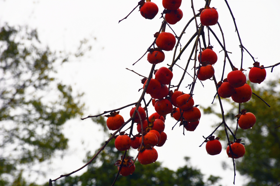 冬天，屋旁的柿子熟了 - 靖西市·靖西网
